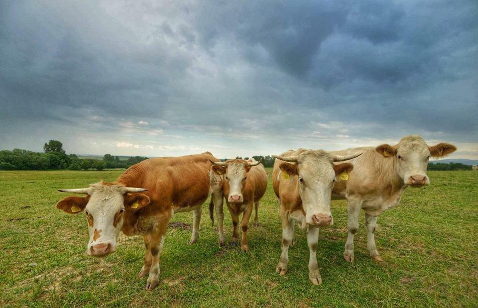 Bio Farma & Penzion Zlaty Hyl Novacany Екстер'єр фото