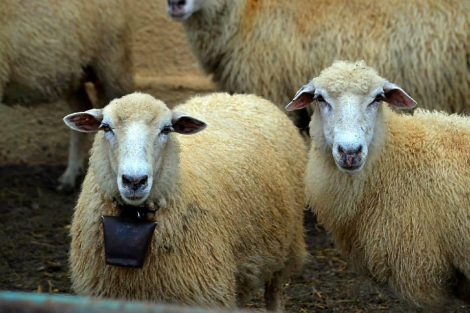 Bio Farma & Penzion Zlaty Hyl Novacany Екстер'єр фото