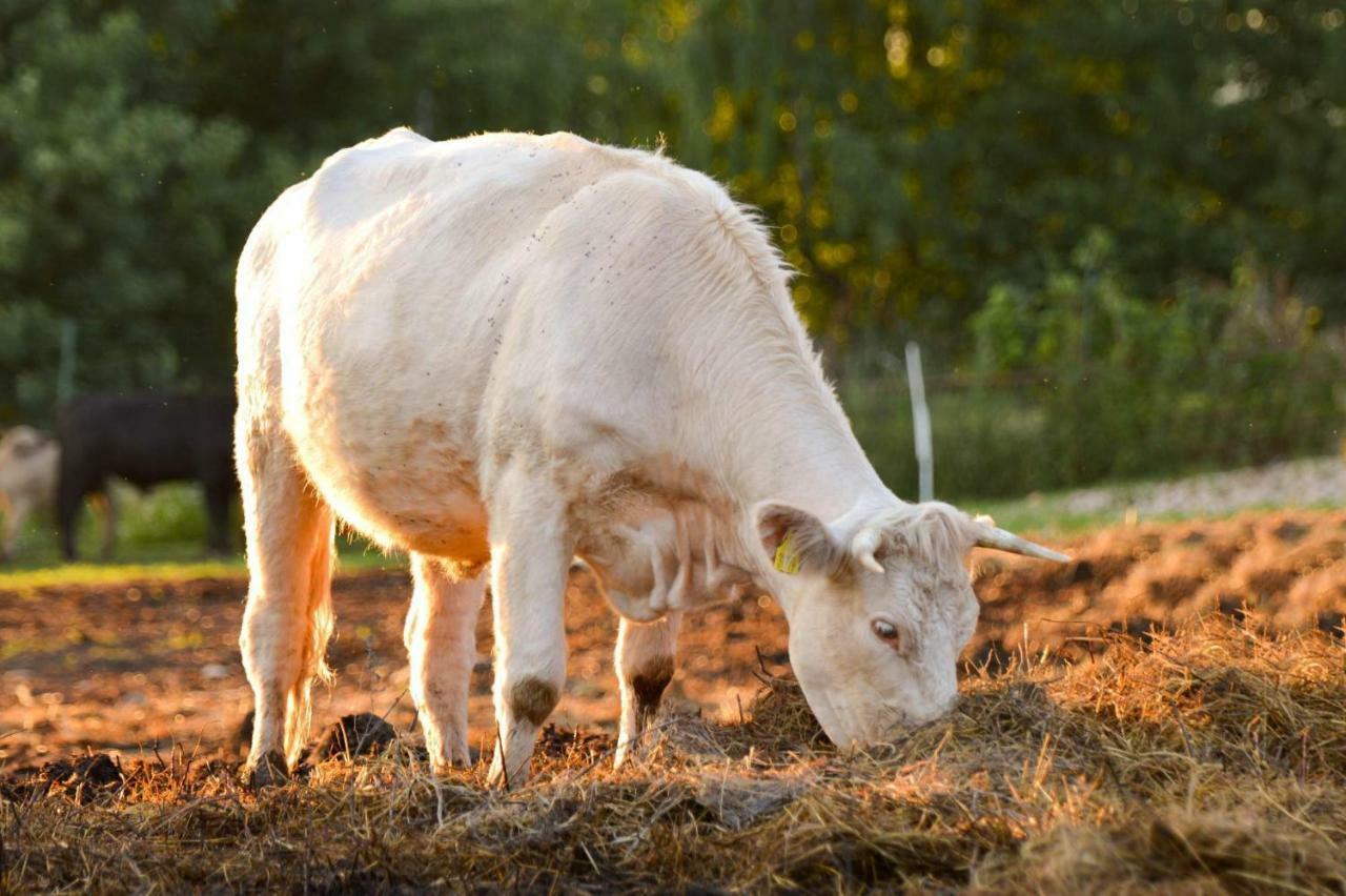Bio Farma & Penzion Zlaty Hyl Novacany Екстер'єр фото